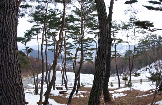 깡동하게 기둥만 남아있는 소나무사이로 잘 정돈된 들녘이 시원하게 보인다. 